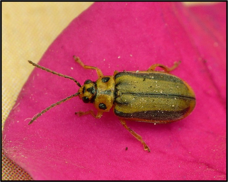Xanthogaleruca luteola